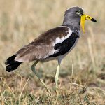 Photograph: White-crowned Lapwing © Elis Simpson