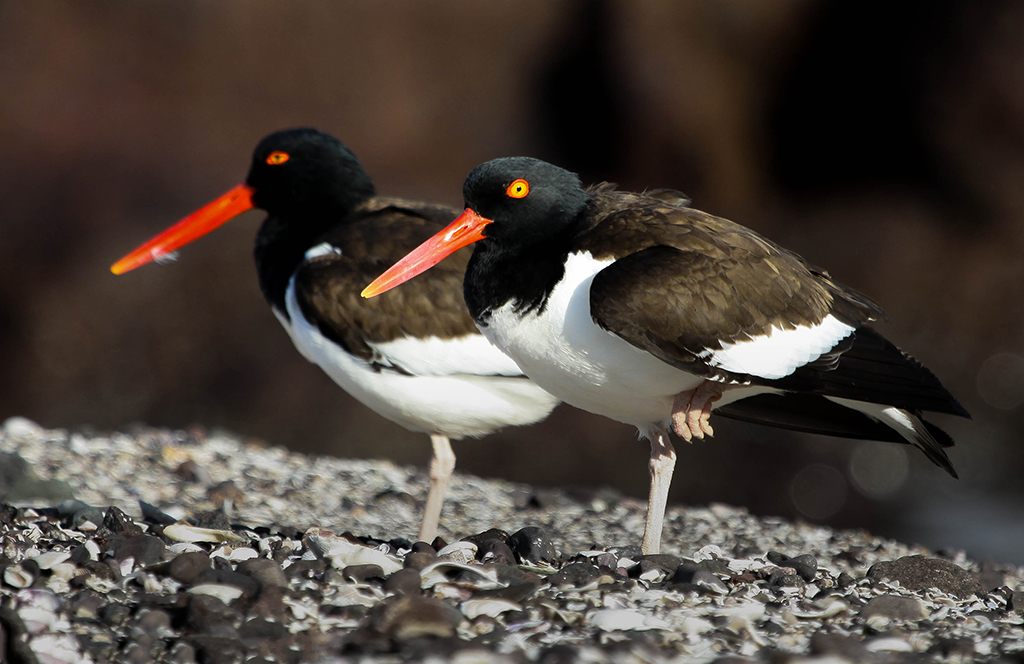 Photograph: American Oystercatcher © Elis Simpson