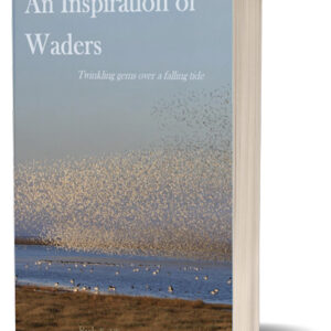 An Inspiration of Waders