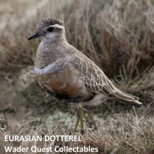 Eurasian Dotterel fridge magnet