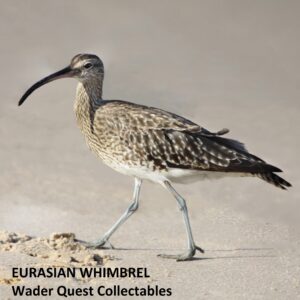 Eurasian Whimbrel fridge magnet