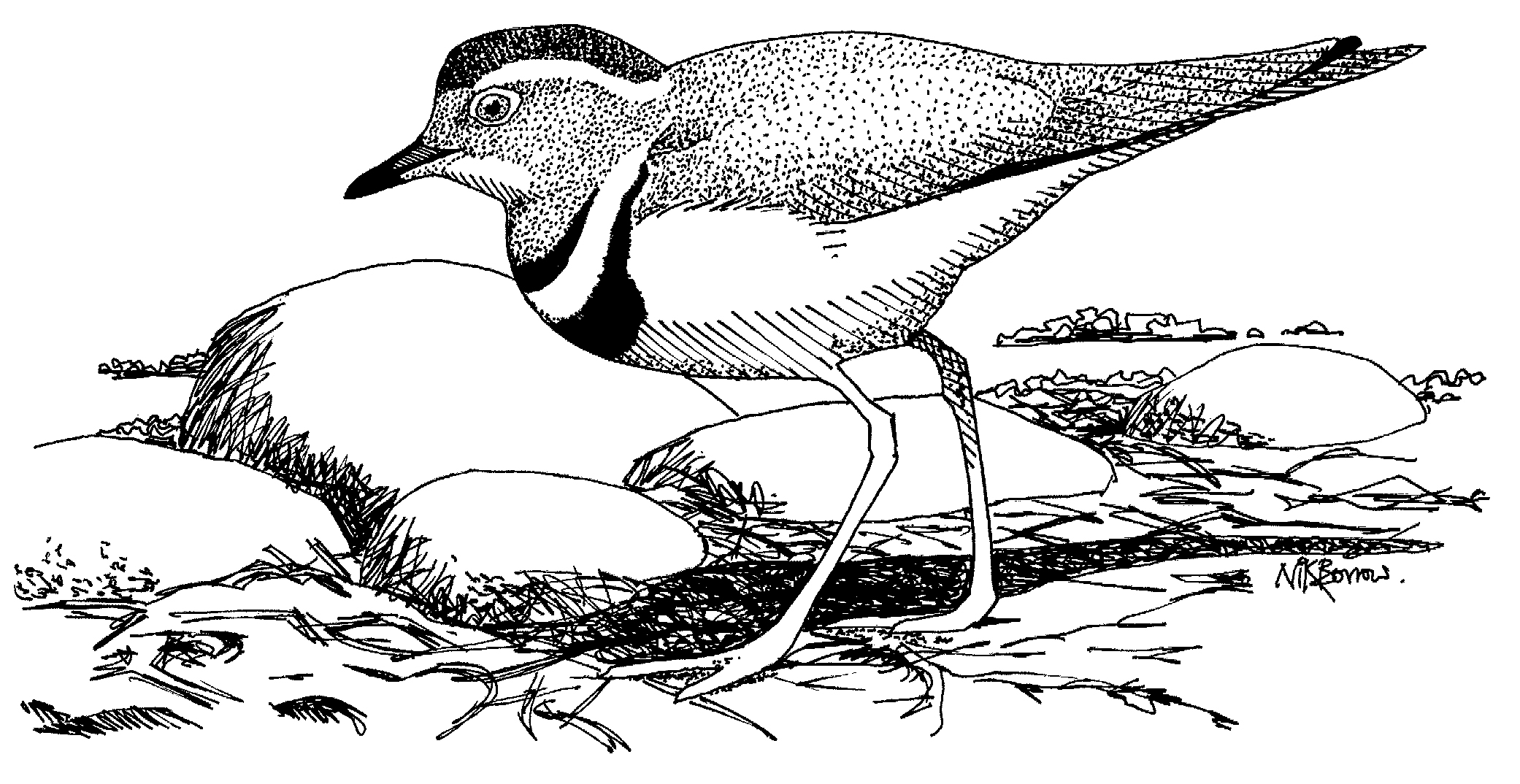 Wader Greetings Cards - by Nik Borrow - Image 5