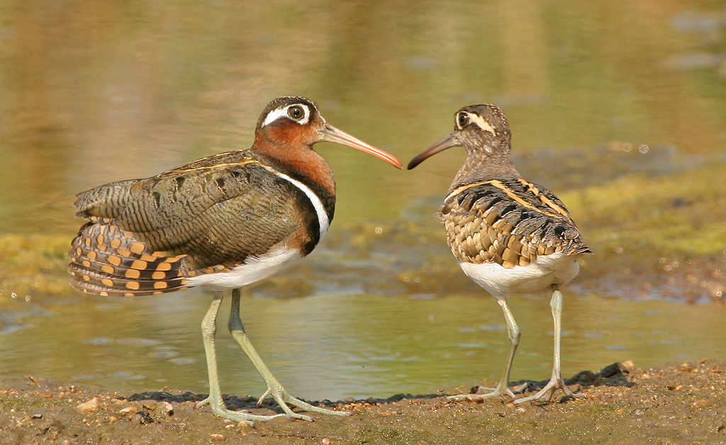 Photograph: Greater Painted-snipe © David Jackson