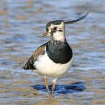 Photograph: Northern Lapwing © Elis Simpson