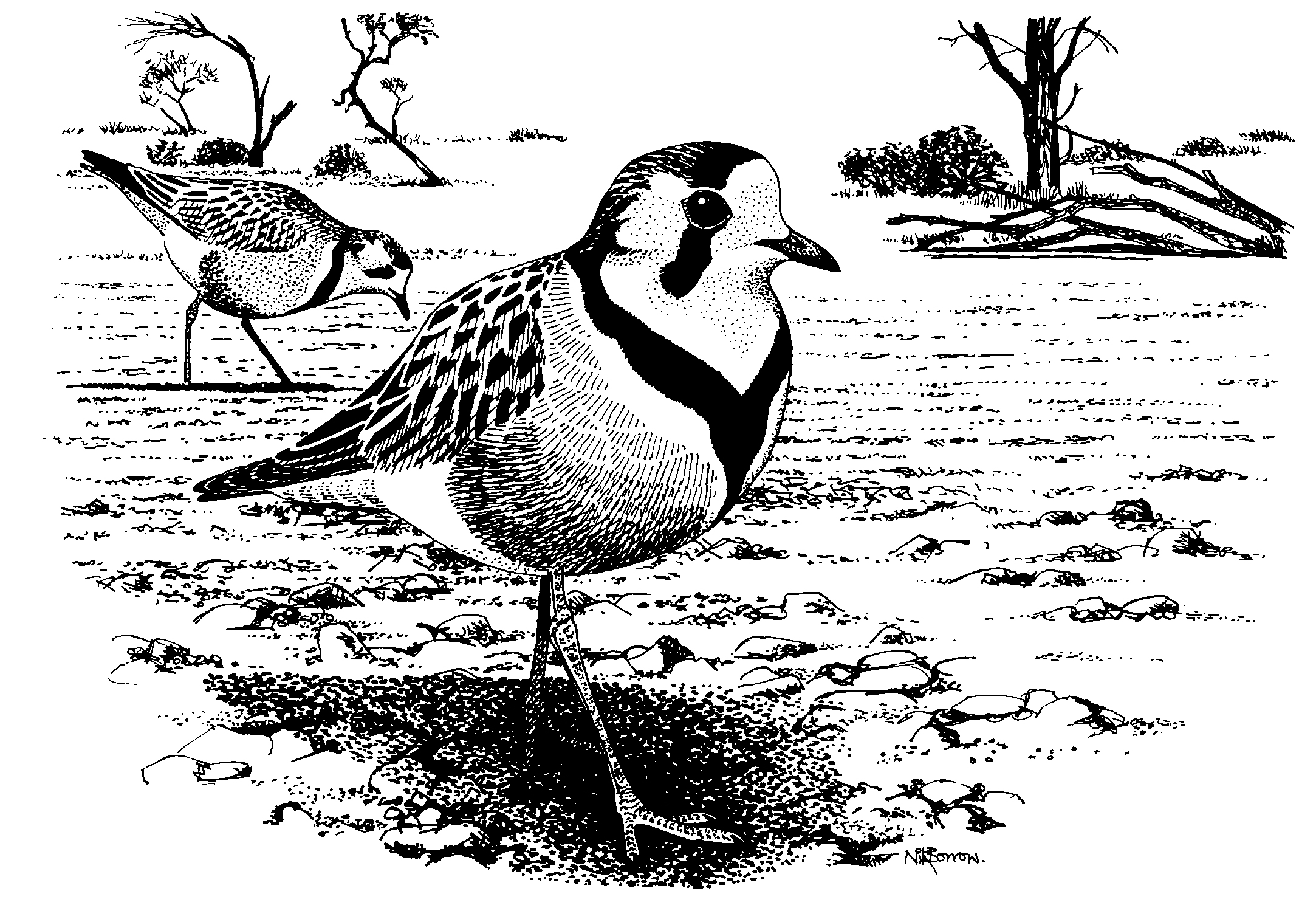 Wader Greetings Cards - by Nik Borrow - Image 6