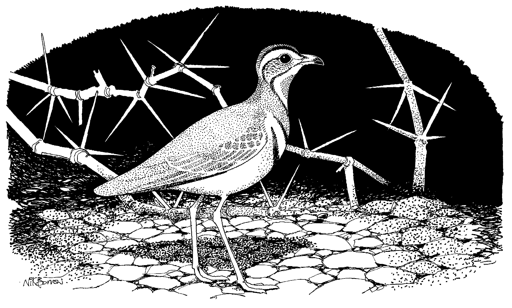 Wader Greetings Cards - by Nik Borrow - Image 7