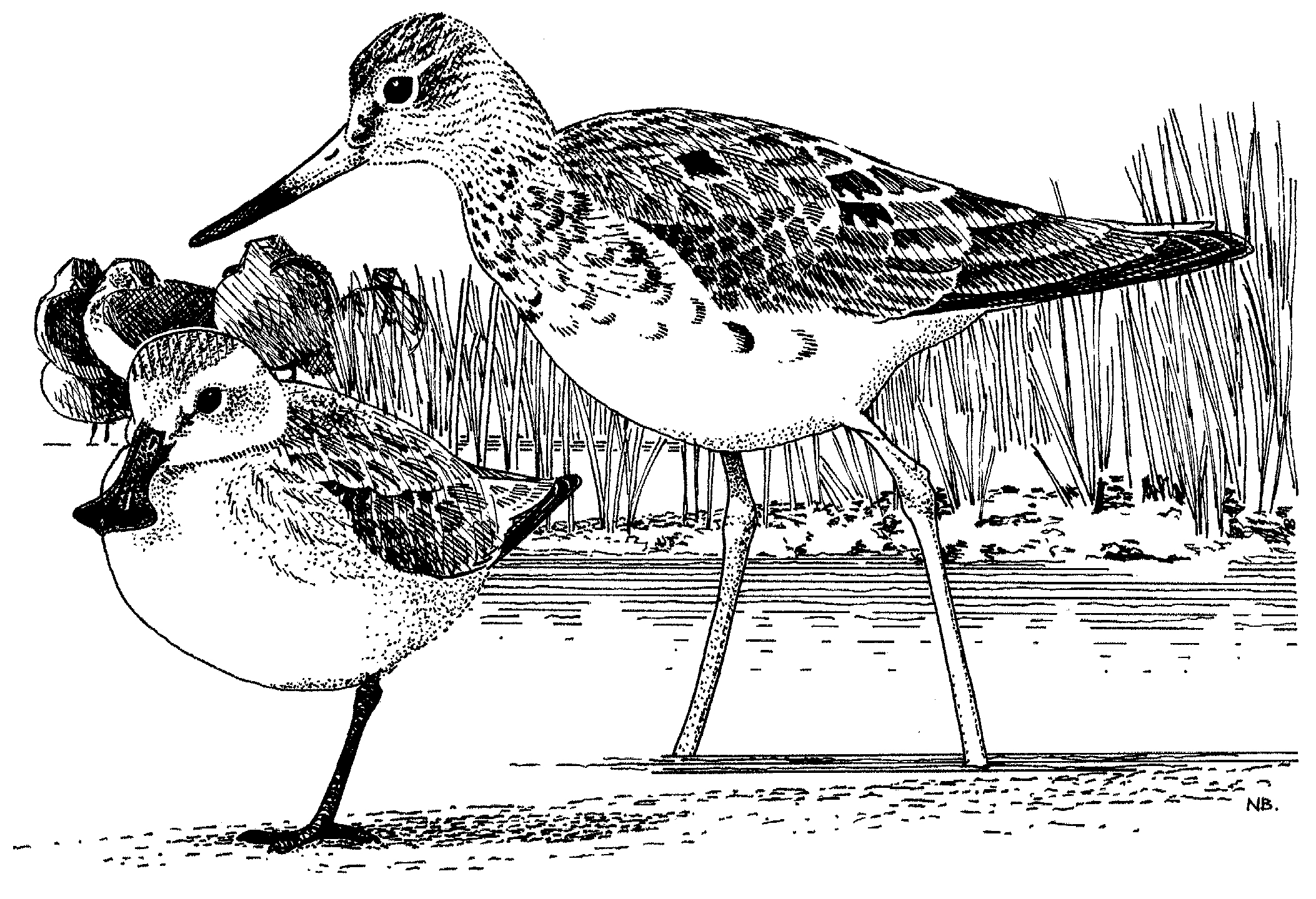 Wader Greetings Cards - by Nik Borrow - Image 14