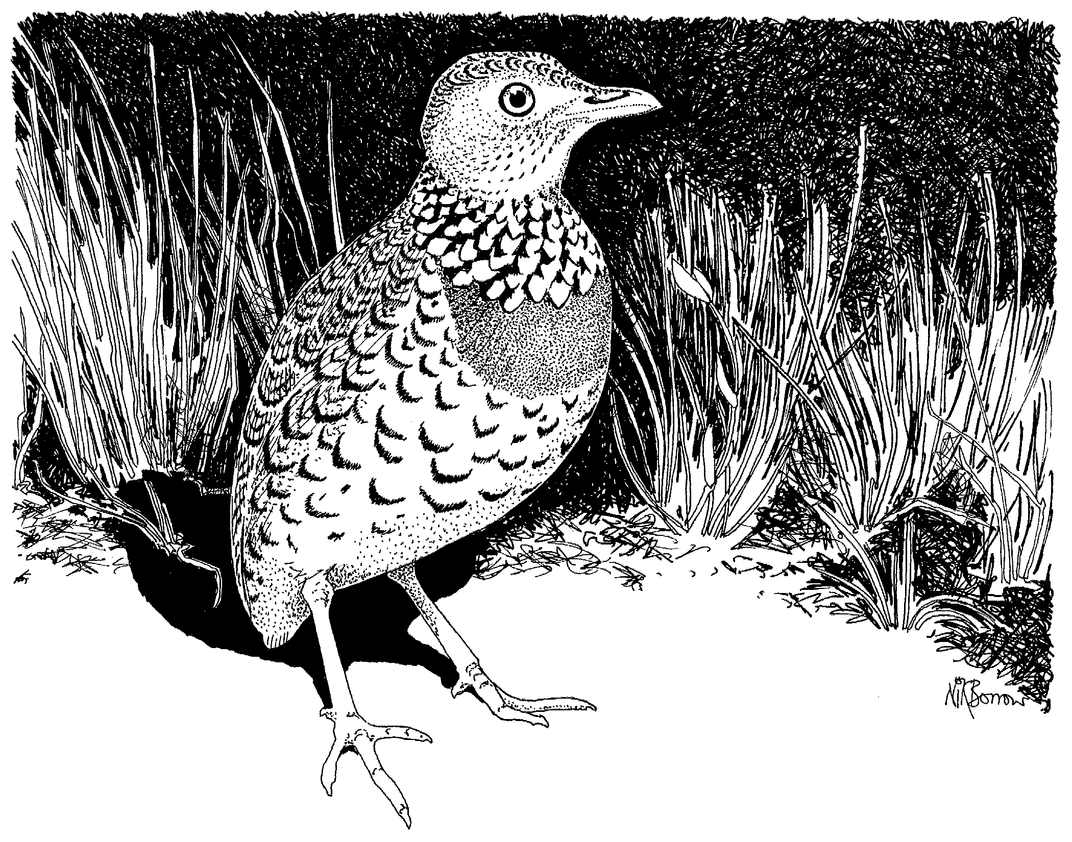 Wader Greetings Cards - by Nik Borrow - Image 11