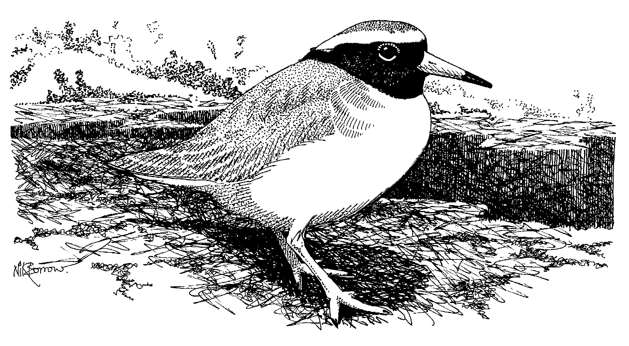 Wader Greetings Cards - by Nik Borrow - Image 10
