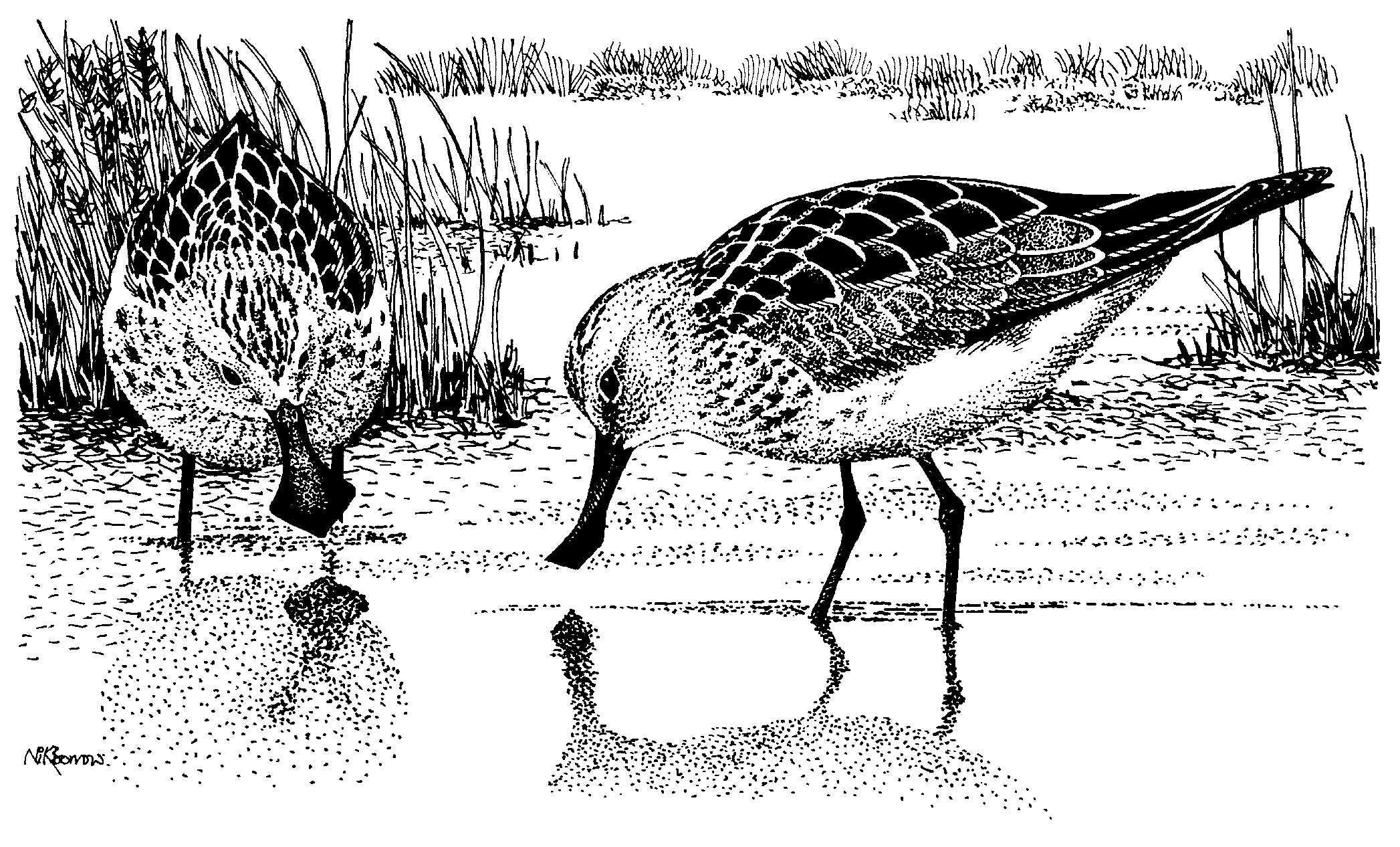 Wader Greetings Cards - by Nik Borrow - Image 9