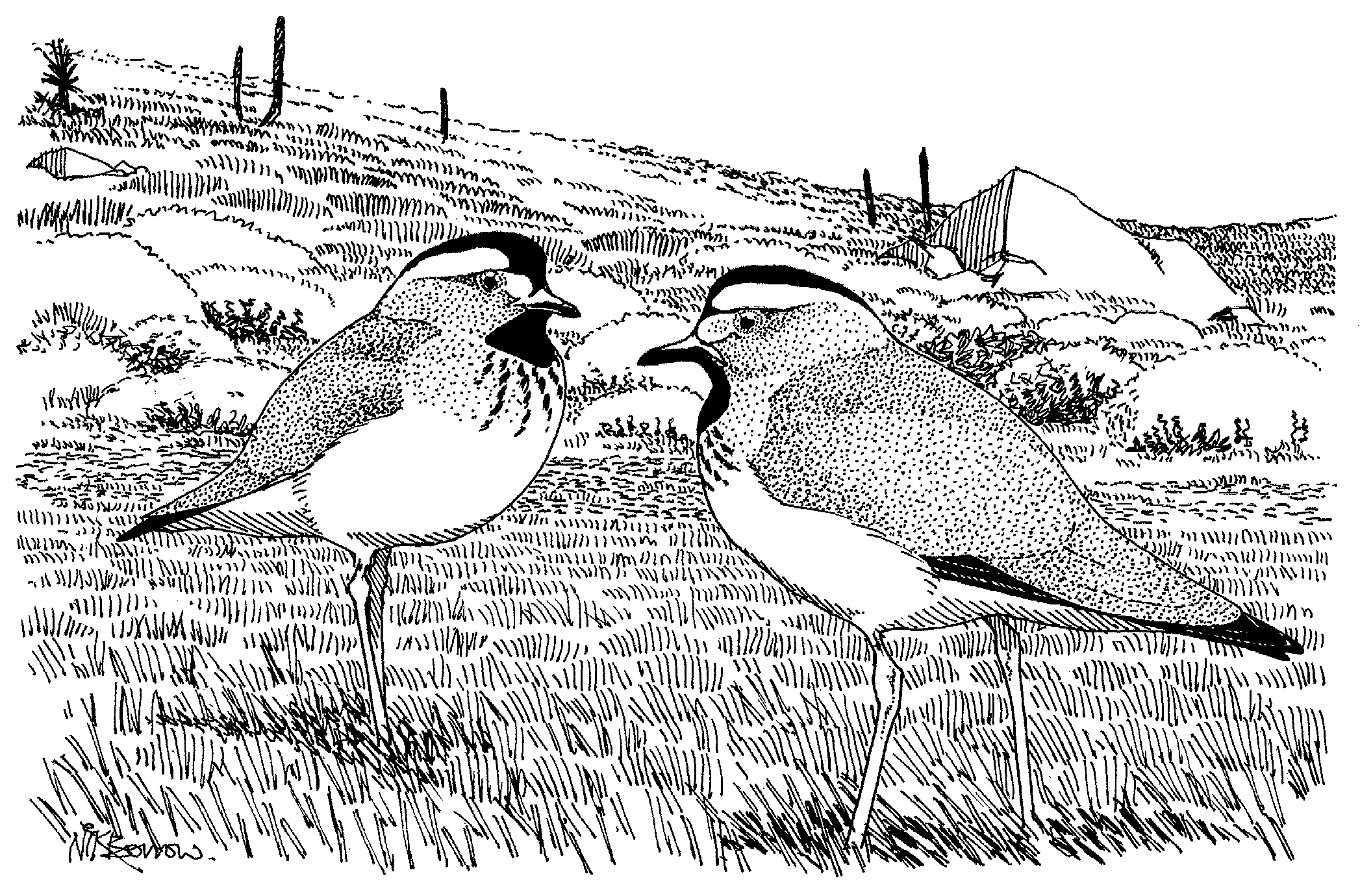Wader Greetings Cards - by Nik Borrow - Image 12