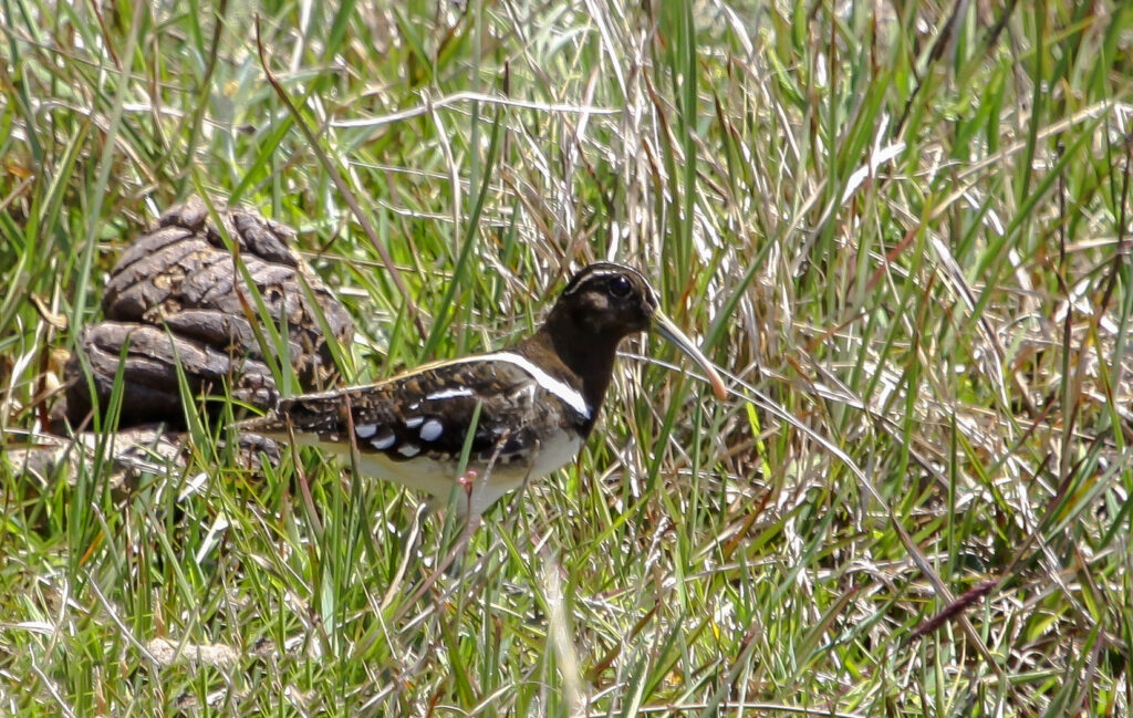 Photograph: South American Painted-snipe © Elis Simpson