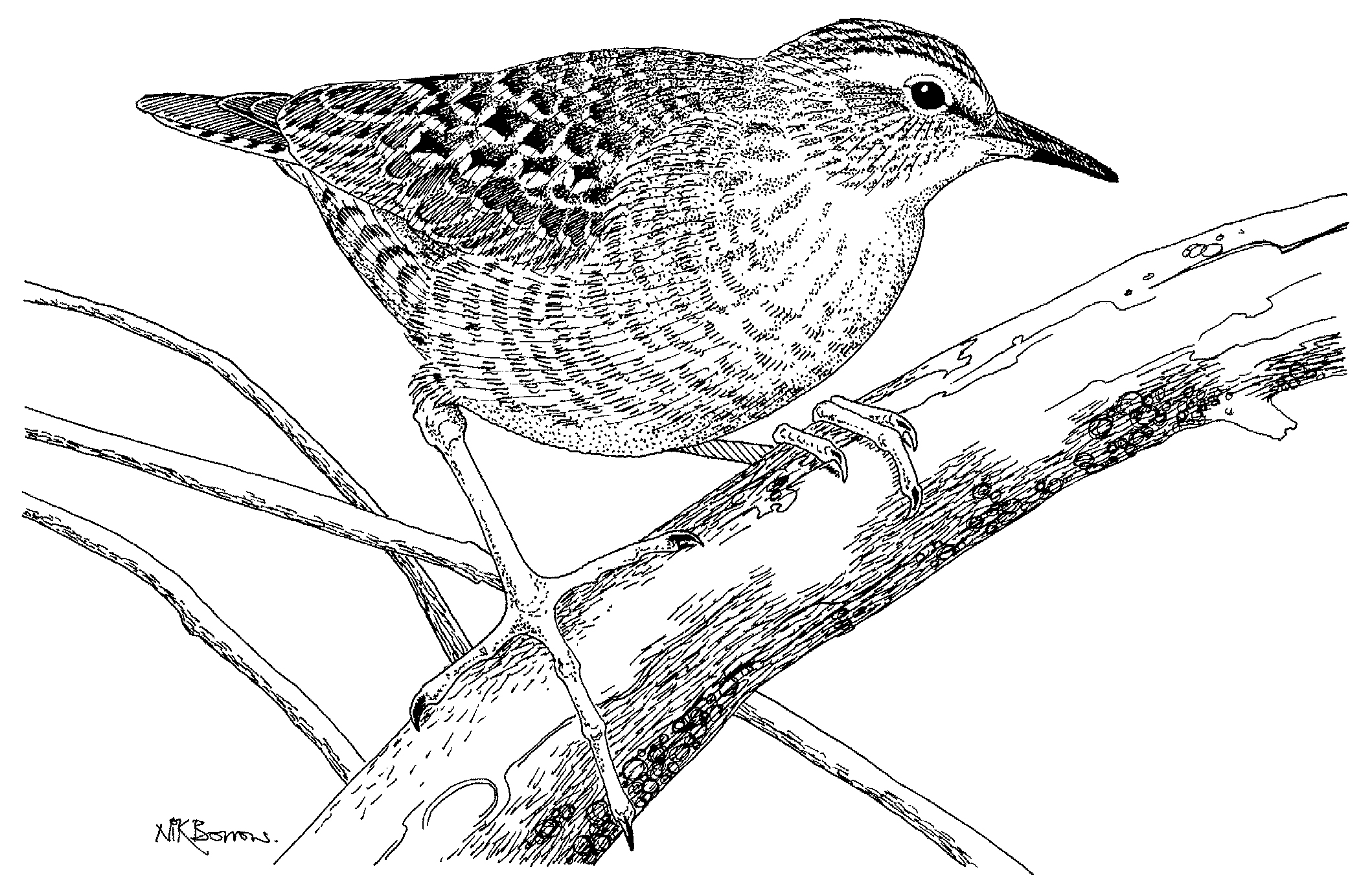Wader Greetings Cards - by Nik Borrow - Image 13