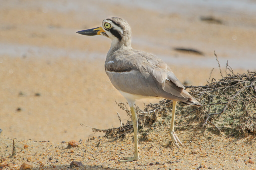 Photograph: Great Thick-knee © Elis Simpson