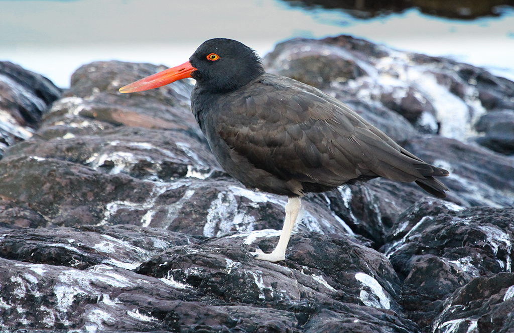 Photograph: Blackish Oystercatcher © Elis Simpson