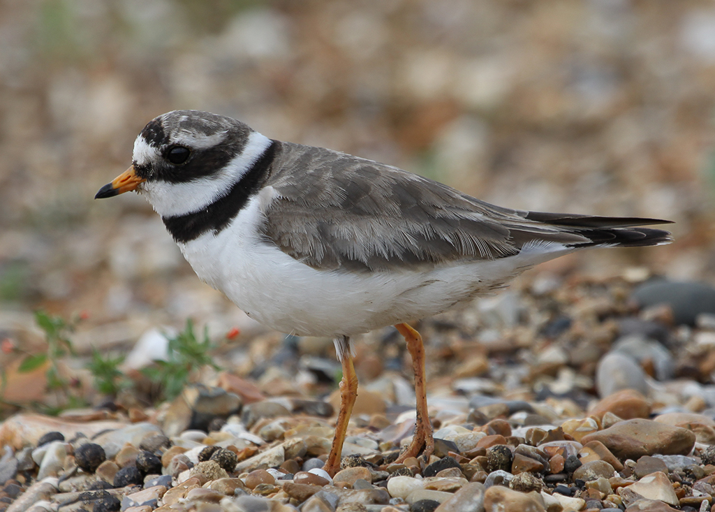 Common Ringed Plover - Wader Quest