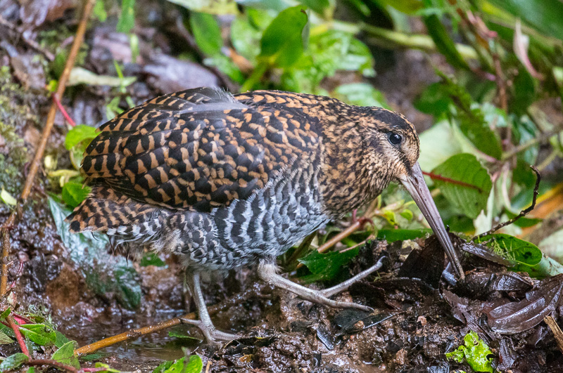 Photograph: Imperial Snipe © Doug Wechsler
