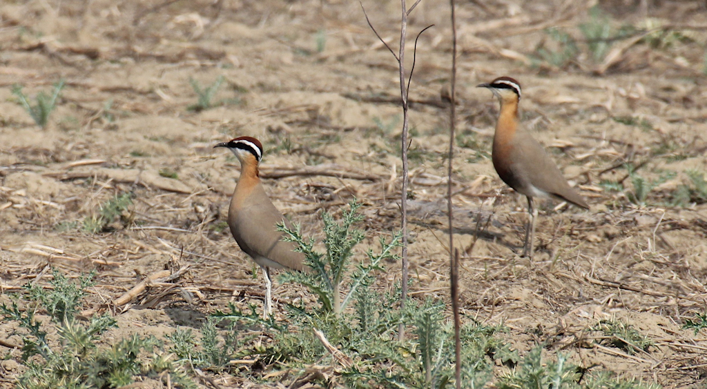 Indian Courser - Wader Quest