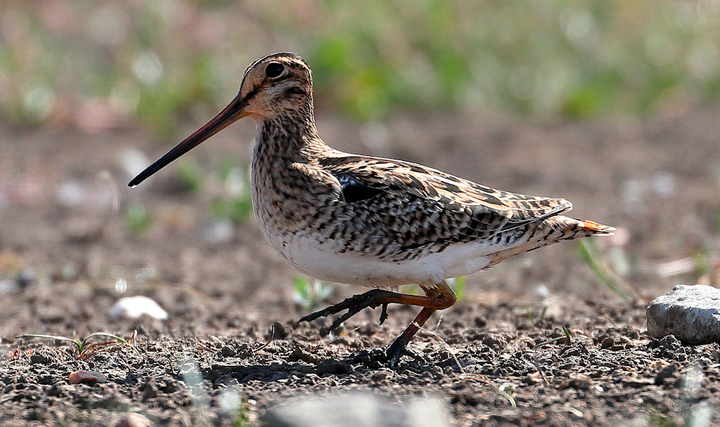 Photograph: Latham’s Snipe CC Ed Dunens