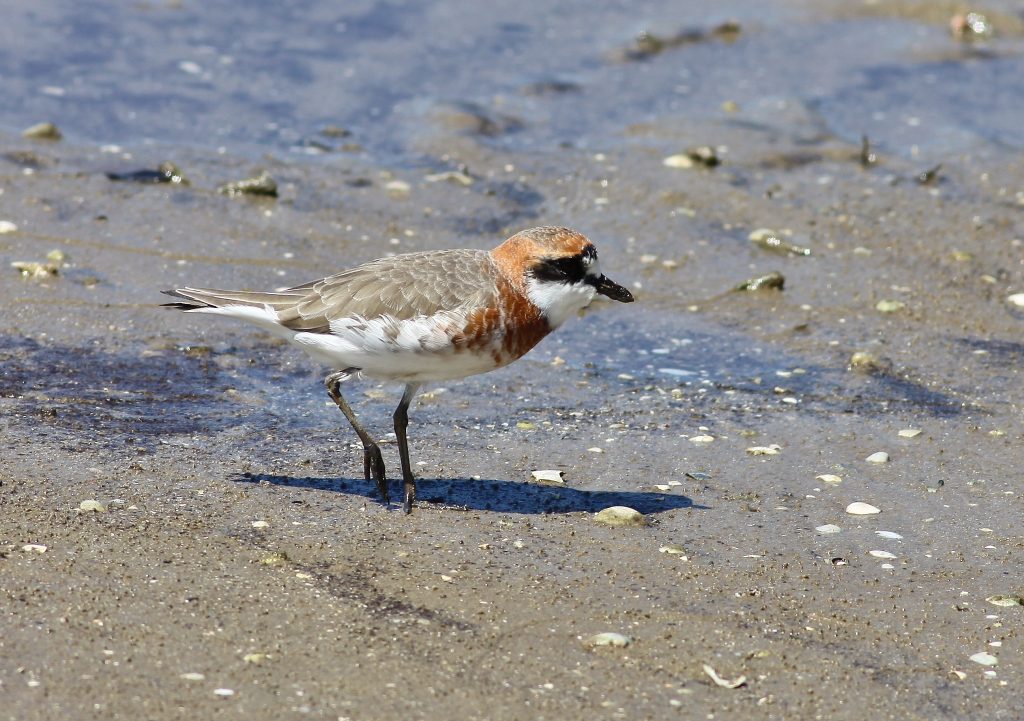 Photograph: Mongolian Sandplover © Martin Cachard