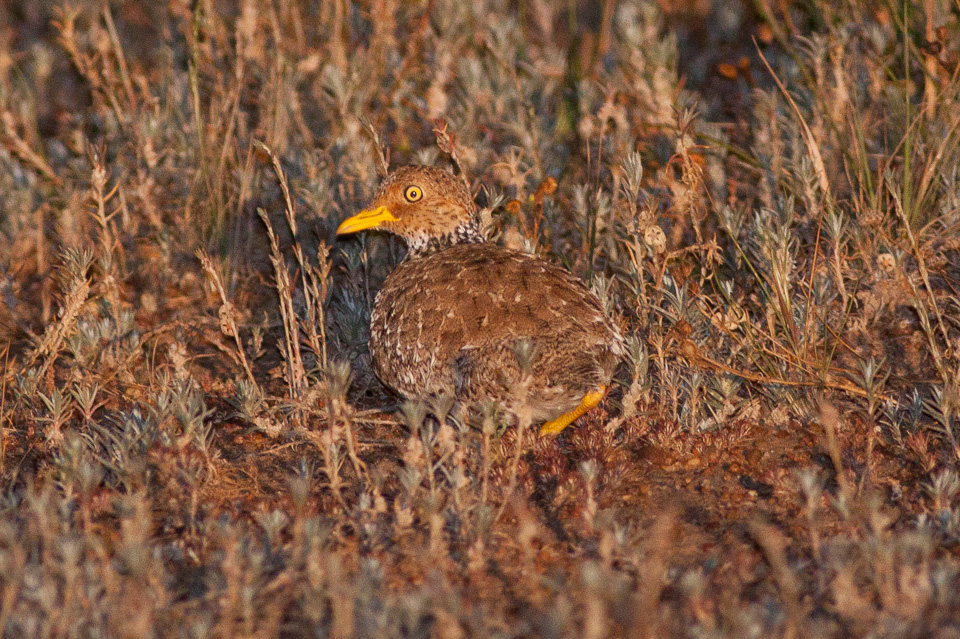 Photograph: Plains-wanderer © Ron Knight