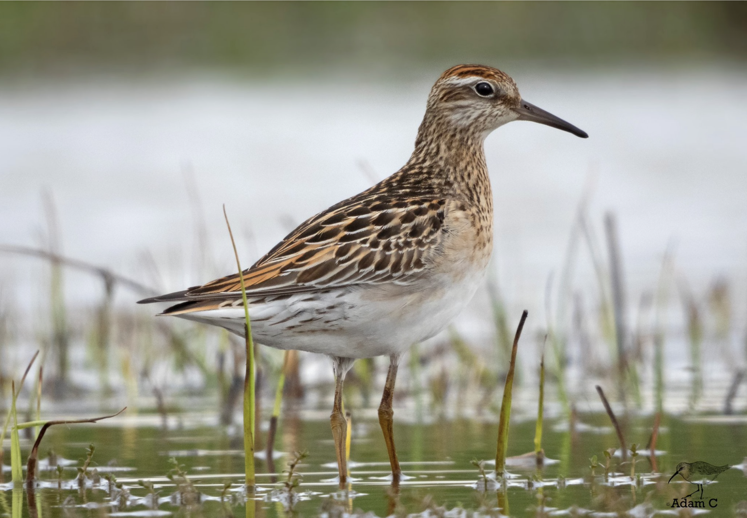 Sharp-tailed Sandpiper - Wader Quest
