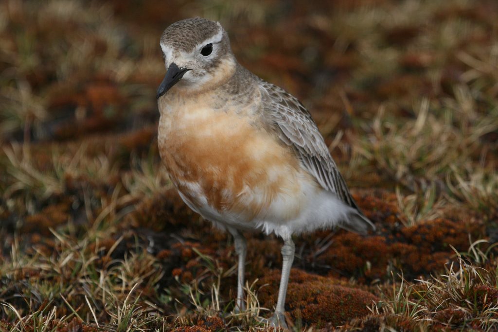 Photograph: Southern Red-breasted Plover © Matt Jones